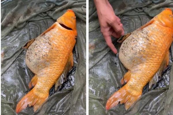 Nằm Mơ Thấy Bắt Cá Lóc Đánh Số Mấy?