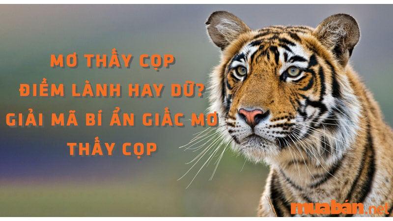 Bị cọp trắng đuổi