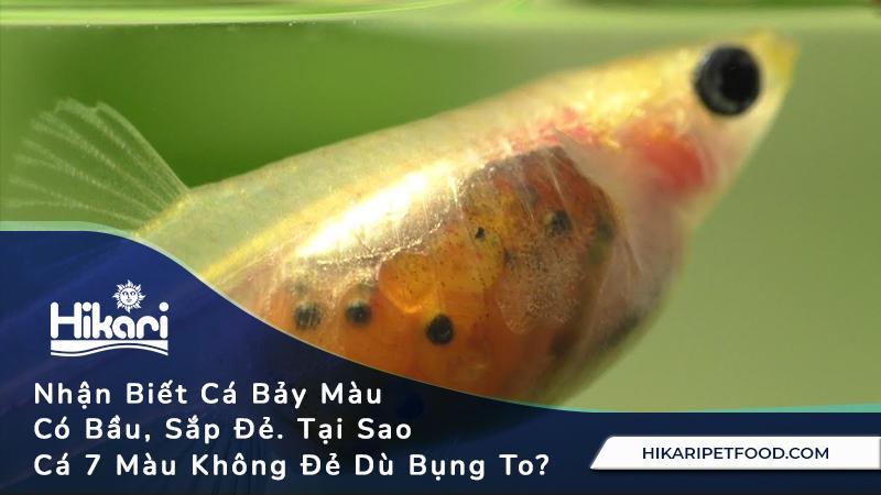 Giải Mã Giấc Mơ Thấy Đàn Ong Và Những Con Số May Mắn