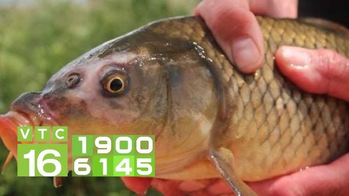 Nằm Mơ Thấy Bắt Cá Lóc Đánh Số Mấy?