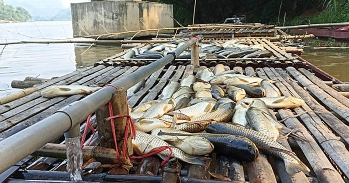 Giải Mã Giấc Mơ Cháy Rừng Và Con Số May Mắn
