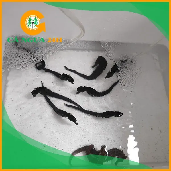 Giải Mã Giấc Mơ Thấy Bị Đánh: Điềm Báo Hay Con Số May Mắn?