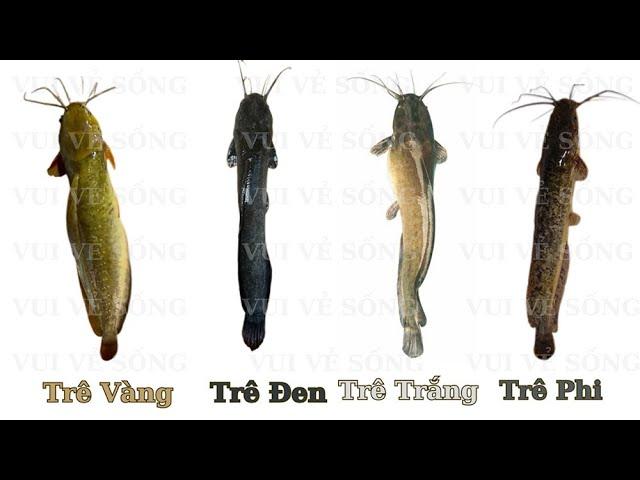 Giải Mã Giấc Mơ Thấy Ret: Điềm Báo Gì Về Số Đề?