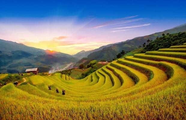 Nằm mơ thấy bò đẻ đánh số mấy? Giải mã chi tiết