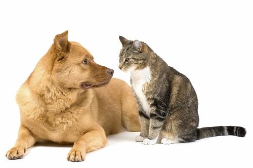 Nằm Mơ Thấy Gà Trống Số Gì? Giải Mã Chi Tiết