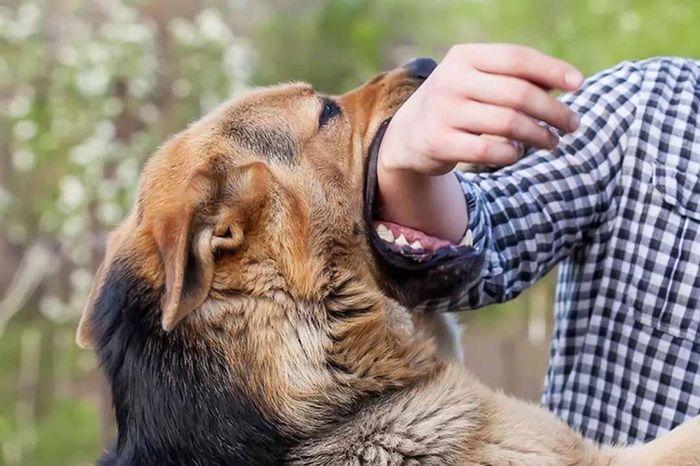 Giải Mã Giấc Mơ Thấy Mèo Cắn Nhau Và Con Số May Mắn