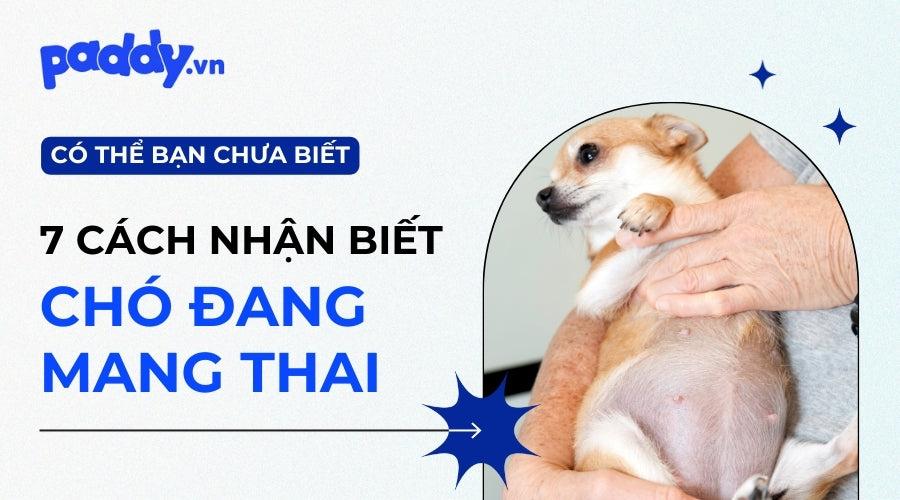 Giải Mã Giấc Mơ Thấy Rắn Khổng Lồ Màu Trắng Và Con Số May Mắn