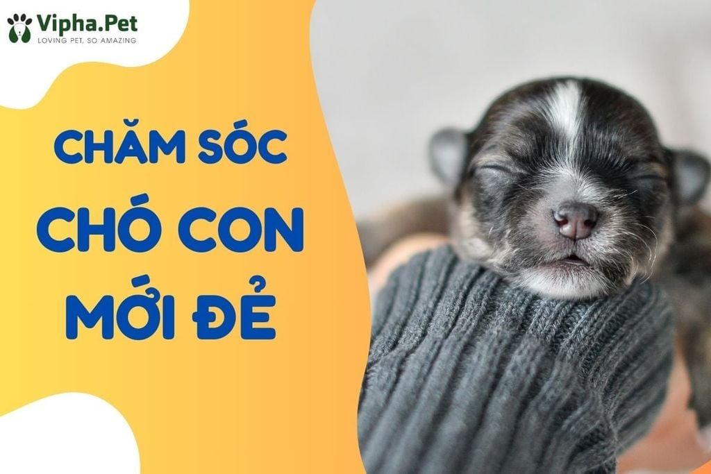 Chó mẹ bảo vệ đàn chó con