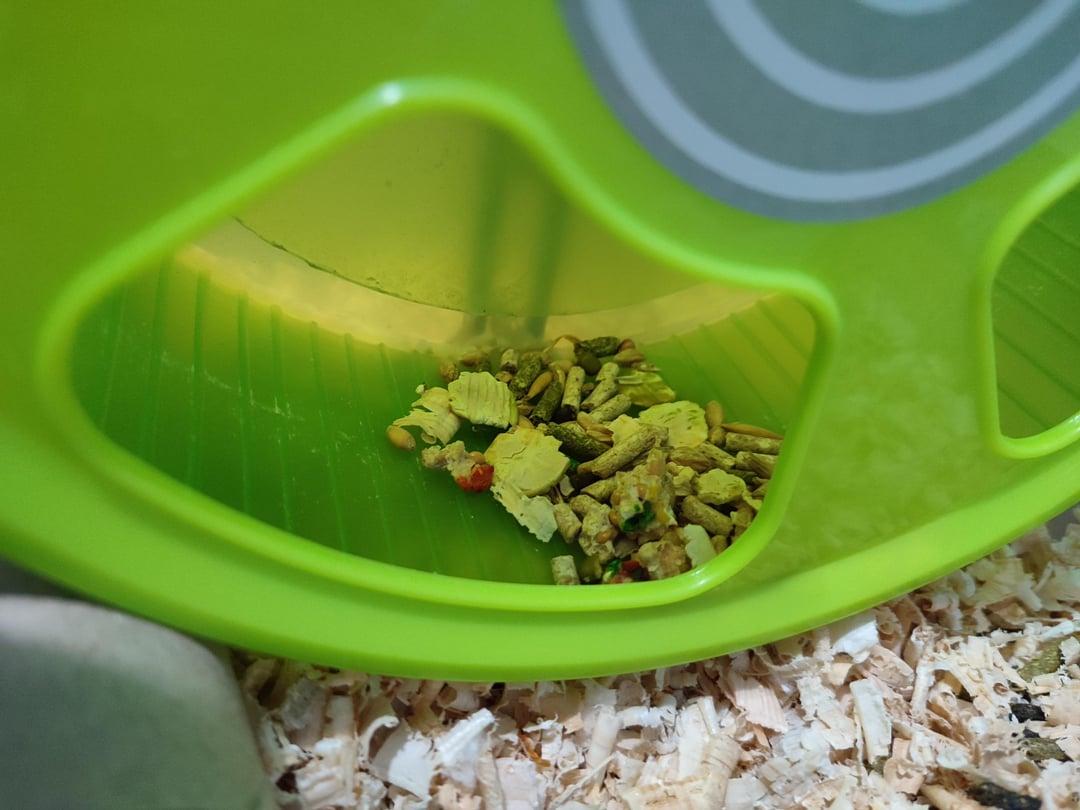 Chuột Hamster Đang Chạy Trong Vòng Quay