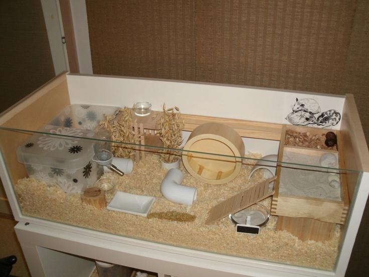 Chuột Hamster Trong Lòng Bàn Tay
