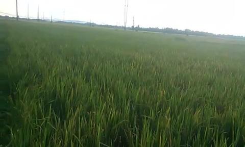 Nằm Mơ Thấy Bắt Cá Đen Đánh Con Gì?