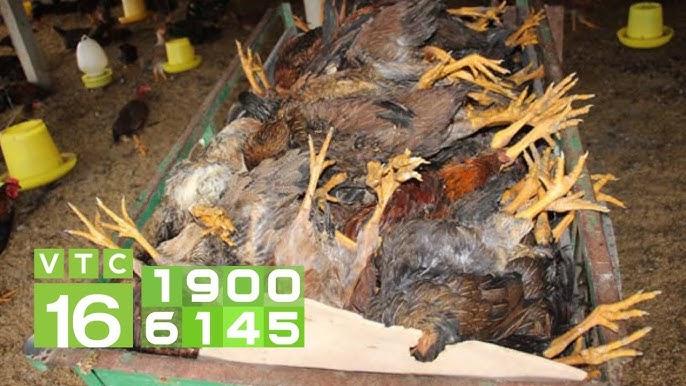 Bà Bầu Nằm Mơ Thấy Người Chết: Giải Mã Số Đề