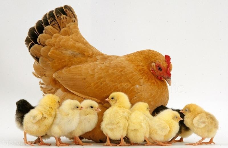 Bà Bầu Nằm Mơ Thấy Người Chết: Giải Mã Số Đề