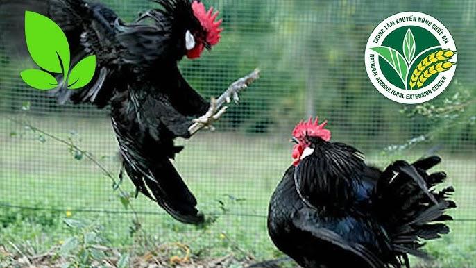Giải Mã Giấc Mơ Thấy Đi Chợ Mua Cá và Số Đề Liên Quan