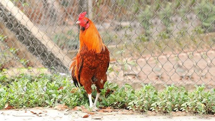 Giải Mã Giấc Mơ Thấy Bò Sát và Số Đề Liên Quan
