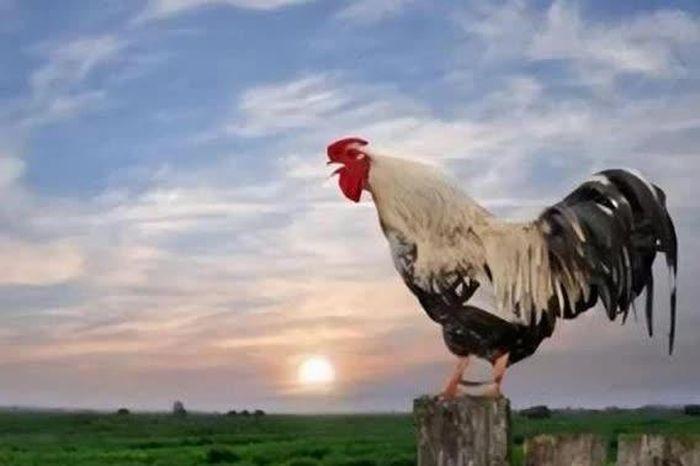 Gà trống la buổi sáng