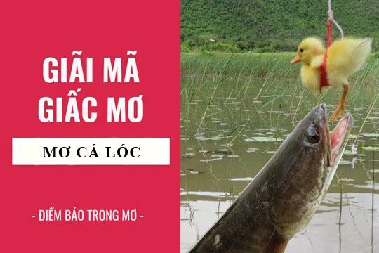 Giải Mã Giấc Mơ Thấy Cá Chép Đỏ Và Con Số May Mắn