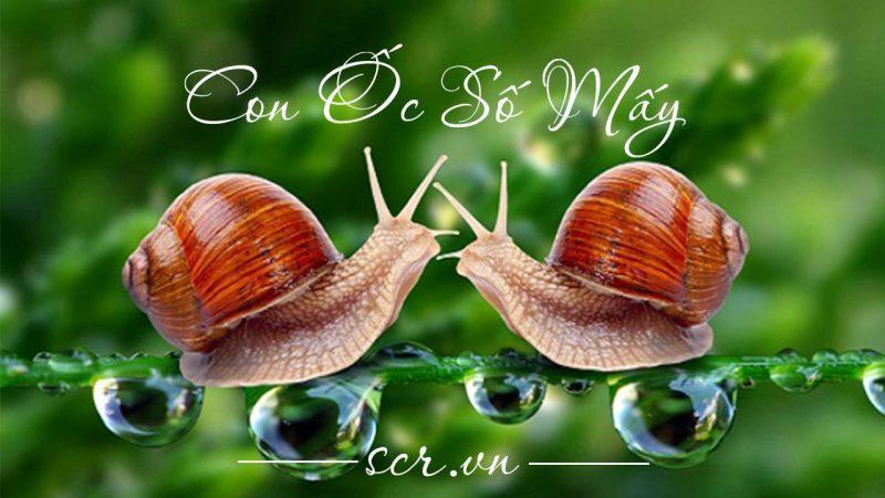 Giải Mã Giấc Mơ Thấy Cá Trắm Trắng Và Những Con Số May Mắn