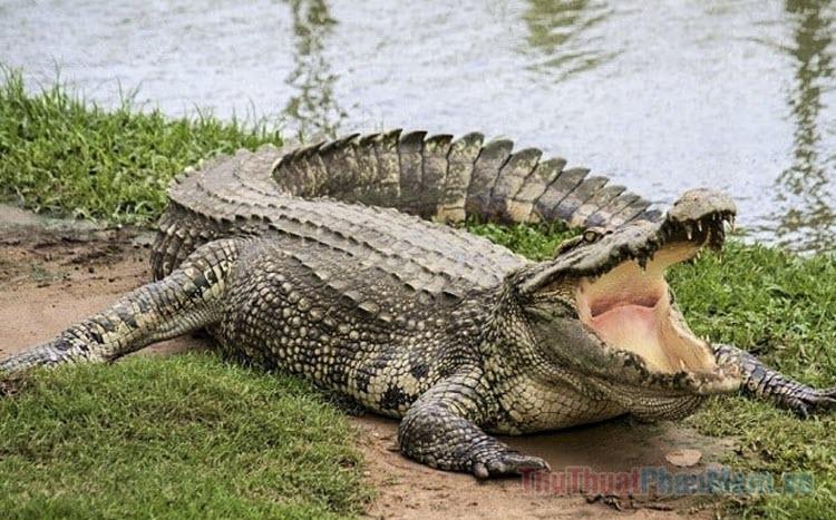 Nằm Mơ Thấy Crush Hôn Mình: Giải Mã Và Số Đề Liên Quan