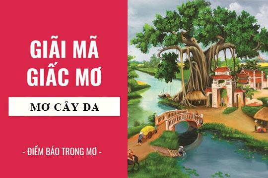 Giải Mã Giấc Mơ Thấy Rùa Thần Và Con Số May Mắn