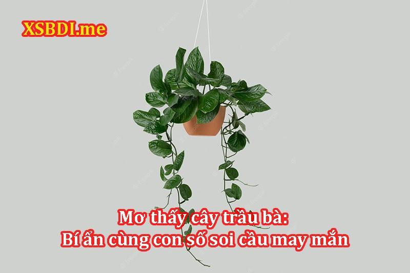 Giải Mã Giấc Mơ Thấy Màu Heo Và Con Số May Mắn
