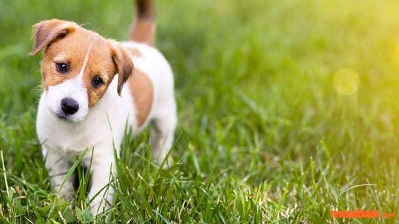 Nằm Mơ Đóng Đinh Đánh Con Gì? Giải Mã Bí Ẩn