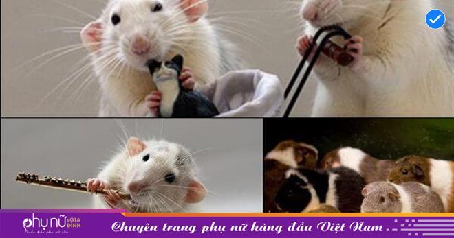Giải mã giấc mơ thấy chuột cắn