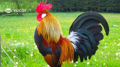 Giải Mã Giấc Mơ Bài Hát Xúc Xắc Xúc Xẻ và Số Đề