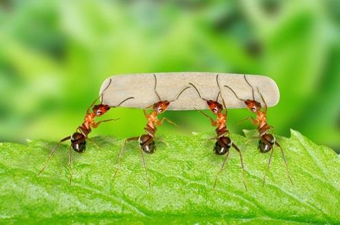 Giải Mã Giấc Mơ Thấy Câu Cá Lóc Và Con Số May Mắn