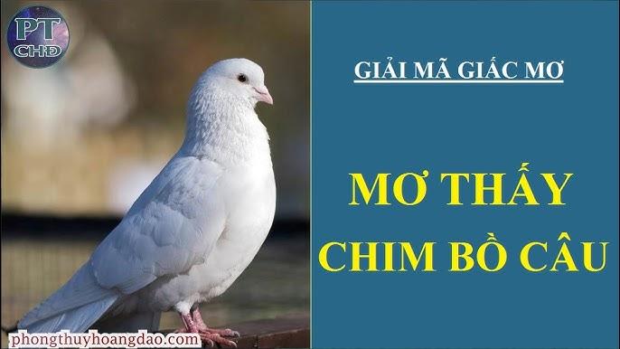 Giải Mã Giấc Mơ Thấy Hái Trái Cây Và Số Đề Liên Quan