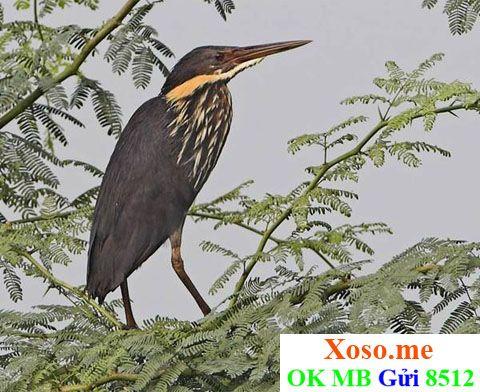 Nằm Mơ Cá Heo Là Điềm Gì? Giải Mã Và Số Đề Liên Quan