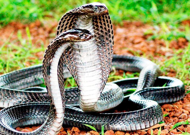 Giải mã giấc mơ thấy 2 rắn hổ mang uy nghiêm