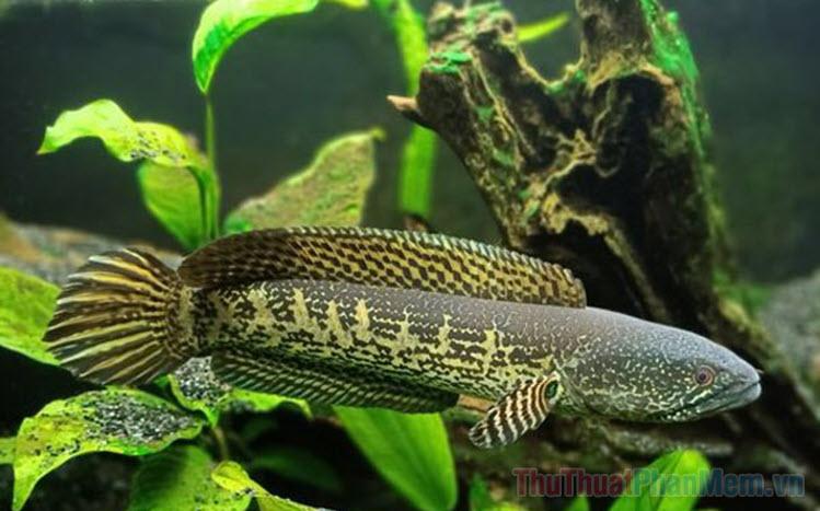 Giải Mã Giấc Mơ Thấy Lấy Tiền Của Người Khác