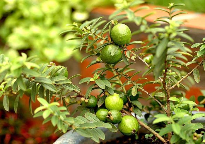 Giải mã giấc mơ thấy cây cóc thành số đề