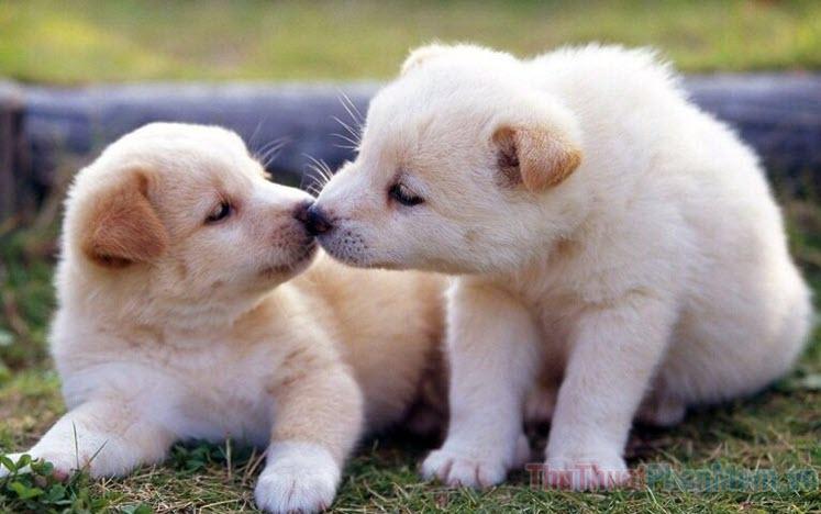 Giải Mã Giấc Mơ Thấy Mua Trứng Ngỗng Và Những Con Số May Mắn