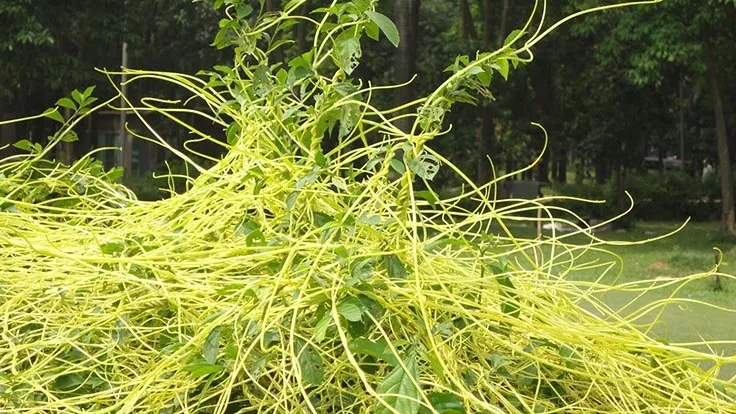Giải Mã Giấc Mơ Thấy Con Giun Sán Và Những Con Số Liên Quan