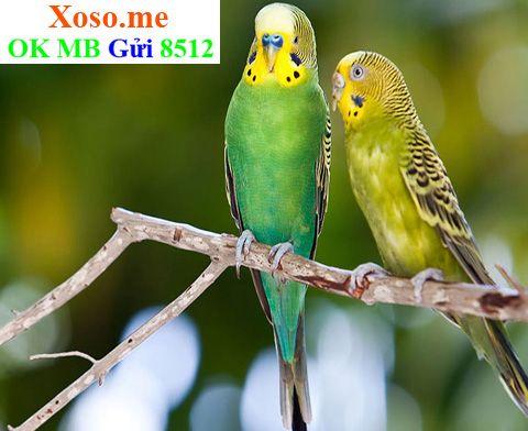 Nằm Mơ Thấy Giăng Lưới Bắt Cá Đánh Con Gì?