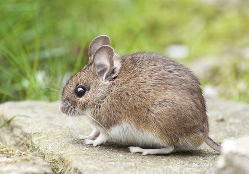 Giải Mã Giấc Mơ Thấy Hoa Bỉ Ngạn Đỏ Và Số Đề