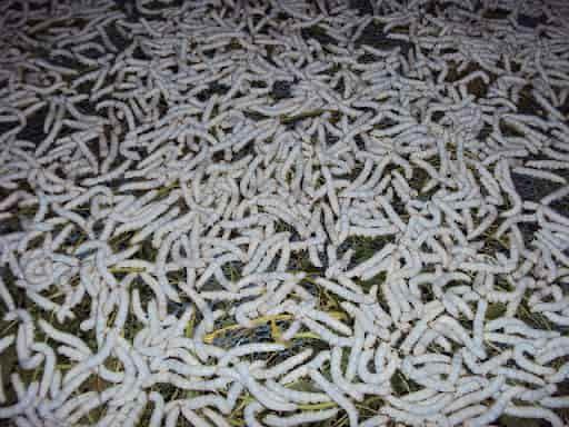 Giải mã giấc mơ thấy nhiều con tằm