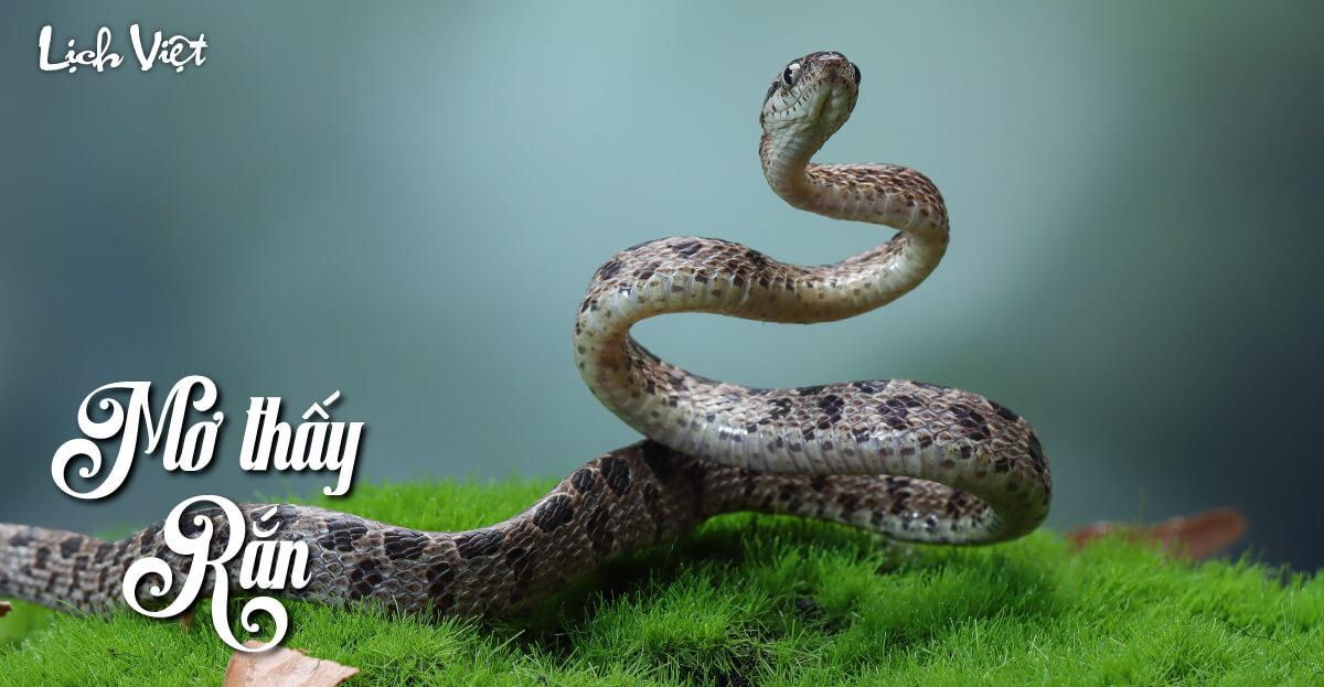 Giải mã giấc mơ thấy rắn