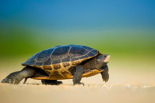 Nằm Mơ Thấy Gà Vào Nhà Đánh Con Gì? Giải Mã Chi Tiết