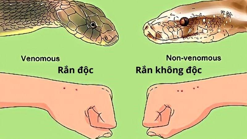 Giải mã rắn cắn tay thành số đề