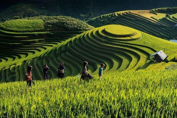 Gieo lúa trên ruộng bậc thang