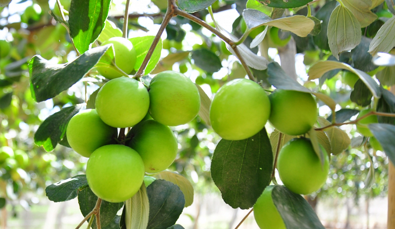 Hái táo trên cây táo sai quả trong giấc mơ