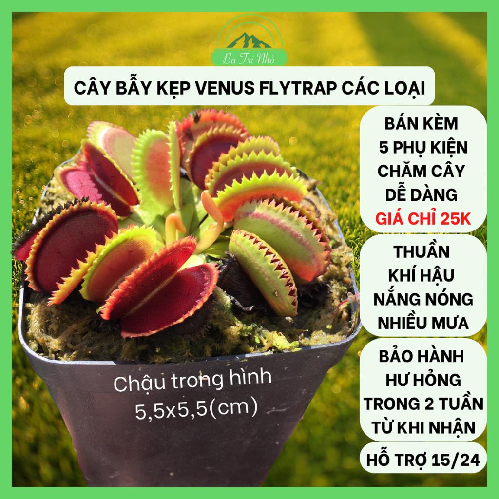 Giải Mã Giấc Mơ Thấy Đàn Ong Và Những Con Số May Mắn