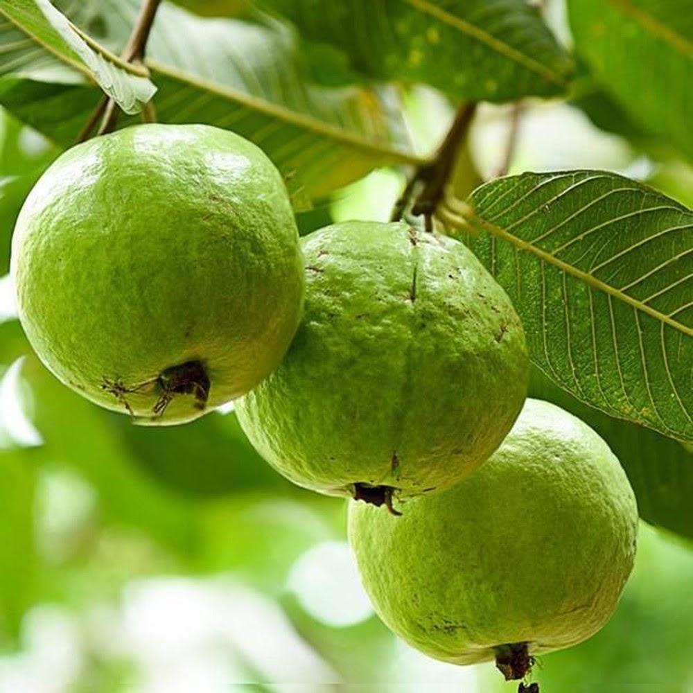 Luận giải giấc mơ ăn ổi thành số đề