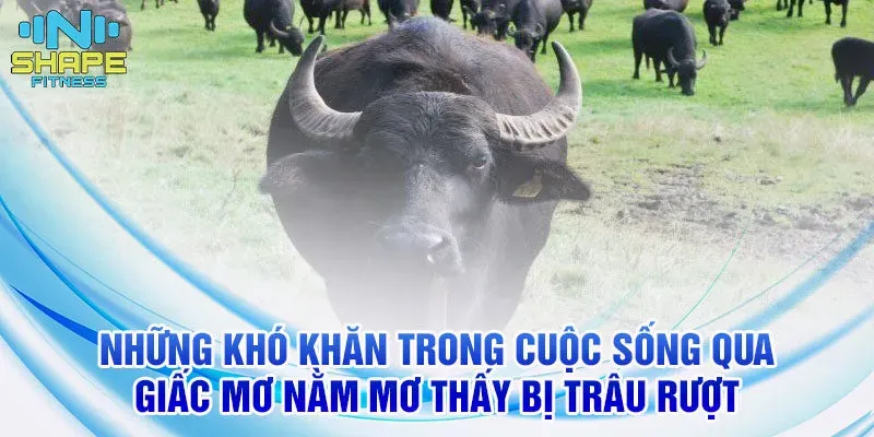 Nằm Mơ Thấy Vịt Đánh Con Gì? Giải Mã Chi Tiết