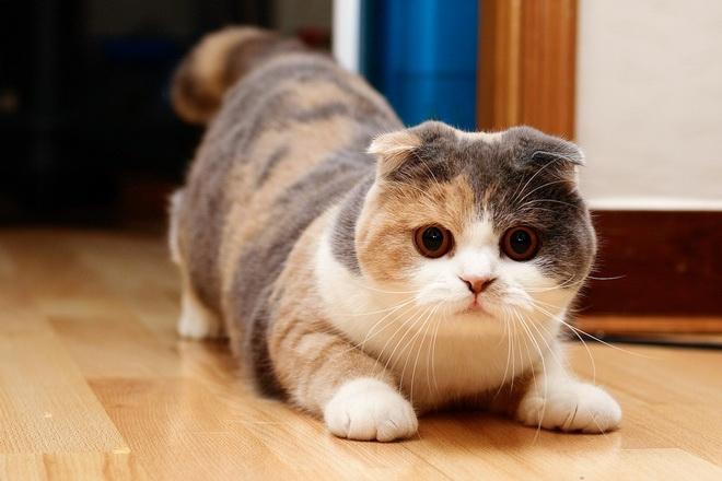 Giải Mã Giấc Mơ Thấy Cây Phát Tài Và Số Đề Liên Quan