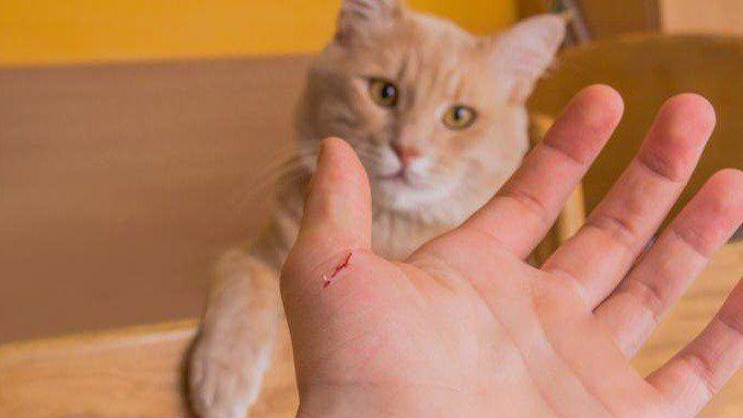 Mèo cắn chảy máu đánh con gì?