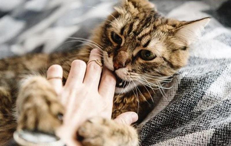 Mèo cắn chảy máu trong mơ